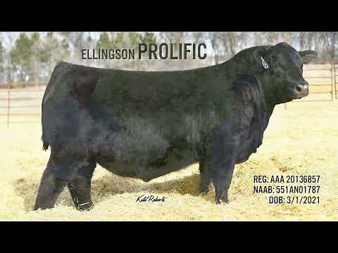 STgenetics® Beef at Ellingson Angus