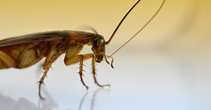 Cockroaches' Obsessive Grooming Habit