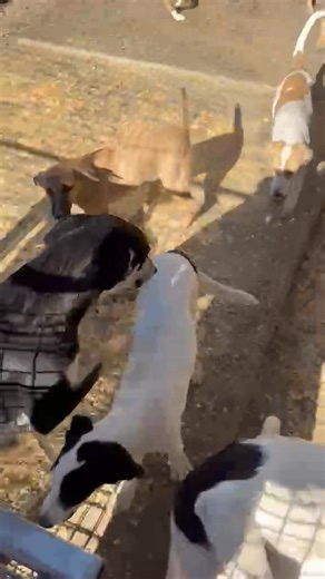 Try to enjoy life inspite anything. Life is too short. Sadly people who start wars don't seem to know it... Looking for kind people who would like to donate for food Thank you millions in advance � Transferwise /wise : aebolm@yahoo.com � PayPal - shelter.friend.ukraine@gmail.com � EU account ( registered in CZ) https://www.pesweb.cz/cz/podpora-utulku-friend � Jeśli chcecie pomóc z Polski, proszę o wpłaty na polskie konto: Maryna Bolokhovets, VeloBank 65 1560 1081 2016 6300 6000 0001 (wpłaty w po