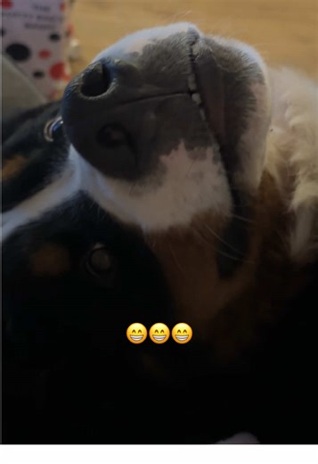 Bernese Mountain Dog's Playful Nibble Behavior