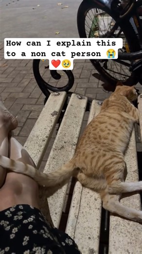 POV: A Stray Cat Decides You’re Safe ❤️ #cat #catnews #viralshorts