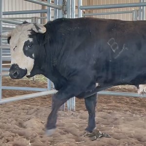 Special night..... tonight we’re fighting a bull that came from a guy that had a lot of why we are where we are in the fighting bull business, heres a bull from the late great @rockinbfightinbulls Brett Hall, catch it live on @cowboychannel from @sanantoniorodeo | Cody Webster