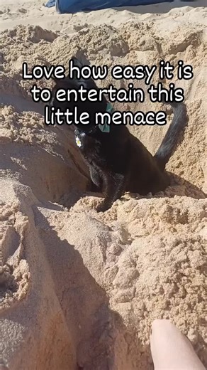 Toe Wiggle of a Rescue Kitten