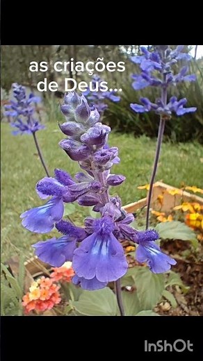 #068- Sálvia azul. #plantas #flores #natureza #naturezasurpreendente #flor