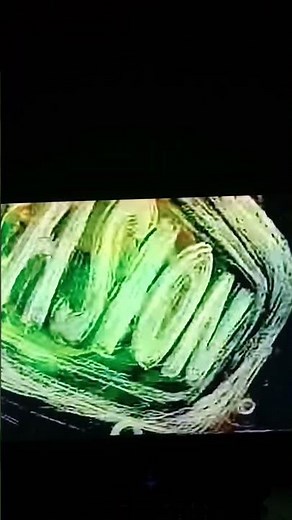 MTV Bumper Ident Witch 1992