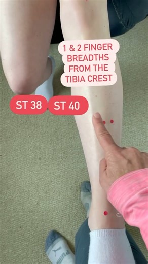 Wait till the end 🤣 no editing! 🌸 ST 35: great for knee pain especially combined with extra point Nei Xi Yan. 🌸 ST 36: fantastic acupuncture point to boost the immune system and to balance the digestive system. It tonifies Qi & Blood! 🌸 ST 37 is used for Large Intestine excess patterns issues such as constipation or diarrhea. 🌸 ST 38 is a great distal acupuncture point for shoulder pain! 🌸 ST 39 is used for small intestine excess patterns such as Fire creating painful ruination. 🌸 ST 40 i