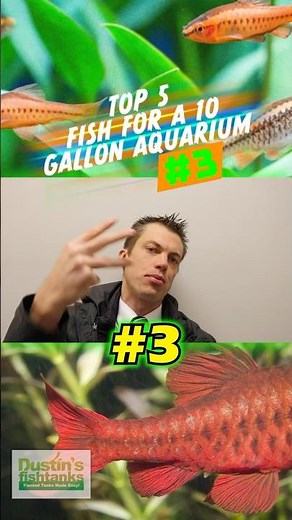 TOP 5 FISH FOR A 10 GALLON AQUARIUM #3!
