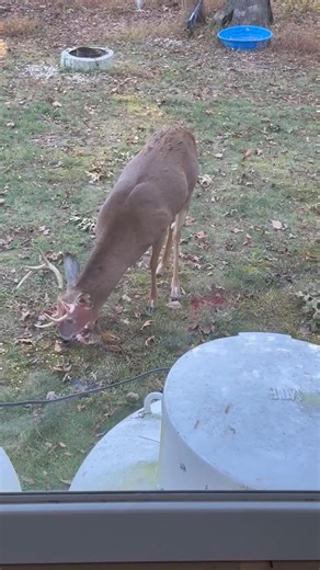 I think they chased the does away! | Barbara Ann Marie Snyder - Beitler