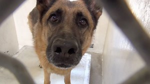 5.6K views · 446 reactions | ADOPTED - moved to SAFE Album on 06/26...