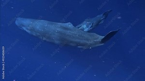 Baby whale three humpback whales swimming together in the ocean with mom and dad. whale in blue water blue ocean.