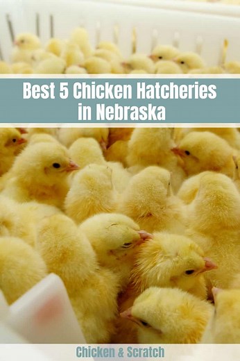 Top 5 Chicken Hatcheries in Nebraska - Review & Guides