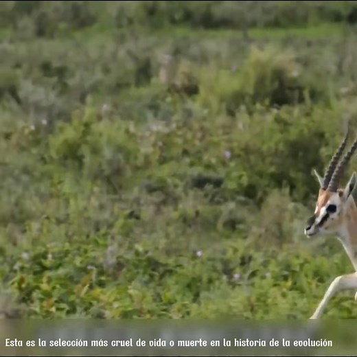 811K views · 15K reactions | Reseña del mundo animal 21 | El mundo animal | Facebook