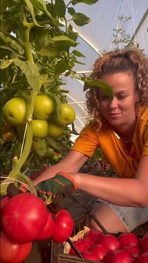 #жизньзагородом #garden #огородкруглыйгод #shorts #petrovchanka_lera #petrovchanka #tomato