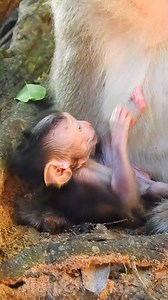 The amazing journey of a small baby monkey | Monkeys Daily