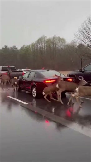 Deer Escape Flood by Crossing Highway 😱 Massive Herd in Action! #shorts