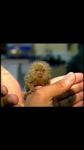 Sagui-Leãozinho: Curiosidades da Amazônia