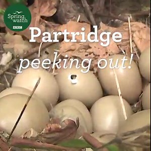 The FIRST cracks have started to appear on the grey partridge eggs! 💚 It won't be long now! 🐣🐣🐣🐦 Our live wildlife cameras stop streaming at 9pm tonight so don't miss out on the action before it's too late! 🎥 👉 bbc.in/34r2i2V #Springwatch | BBC Springwatch