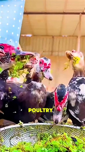 22K views · 139 reactions | The old man used a wooden board to push...