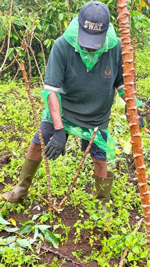 super cassava pulling process #reels #cassava | Moeniv Moeniv
