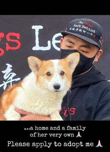 HERO NEEDED! Remember Journey? She’s coming home! Journey is the Corgi we saved earlier this year and she’s about to begin a new journey to the USA 🇺🇸 but once she arrives here…she needs one more thing..a forever loving hero! Wish to be Journey’s forever hero? Please complete an adoption application at http://bit.ly/NDLB-Journey and reach out to our adoption team at adoption@nodogsleftbehind.com About this sweet little girl we named Journey? We were called to rescue a tiny Corgi who was very s