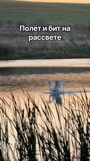 Полёт и бит на рассвете от новой лебединой пары на нашем месте. #лебедь #nature #милота #swans #бит