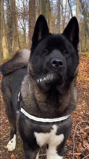 Which Dog Breed Is the Most Loyal?