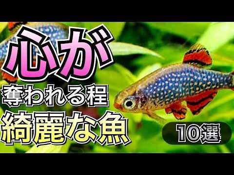 10 Beautiful Tropical Fish That Will Take Your Heart Away [Tropical Fish Aquarium]