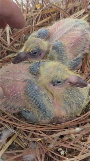 2026 Babies from Aztec Loft hen 😎💪🕊🏁 #racingpigeons #pigeon