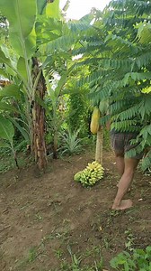 Padayon lang mga ka pakol sa aton na umpisahan. #kapakolvlogs #NiceMove #followersシ゚ | Ka Pakol Vlogs