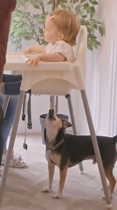 14K views · 116 reactions | It’s a battle for attention, and the winner seems to be whoever’s loudest   Graeme is on hand to help a first-time mum battling with a barking dog and a babbling baby - the noisy nightmare dream team.  Dogs Behaving (Very) Badly, Tuesday 8pm | Channel 5 | Facebook