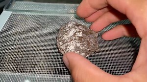 UNBOXING BABY TARANTULAS FROM THE EGGSAC!? SO MANY BABIES!!! 😱1/3 #tarantulas #tarantula #exoticslair | Exotics Lair