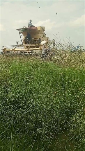 New Holland Clayson 1545 S harvest. #agriculture #farming