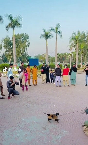 Learn Exciting Monkey Flips and Acrobatics Techniques