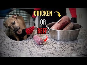 Chicken or Beef??? | Best Protein Choice for Your Dog’s