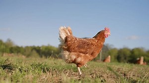 Brown Free Range Chicken Pecking Ground Stock Footage Video (100% Royalty-free) 3401969987 | Shutterstock