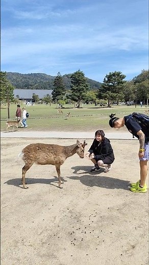 ご紹介します。英語と日本語のミックス：日本 奈良公園 🦌🍪🇯🇵日本 鹿公園🦌🍪💖奈良の鹿 日本 🦌🎌日本語のみ：奈良公園🦌🇯🇵奈良の鹿 🦌🍪日本 森林公園 🦌🎌サムネイルに最