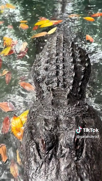 Alligator Bellowing: A Form of Communication for Love and Territory