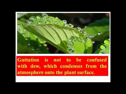Guttation in Plants: Difference between transpiration and guttation: Botany video lecture