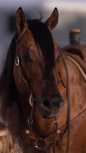 Let ‘em talk! EC Equine Marketing Outlaw Stallion Station #dualequis #legacysire #aqha #ropehorse | Dual Equis