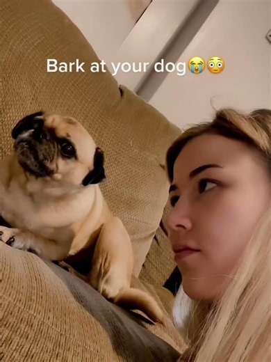 The last one…😂 Funny dogs videos #dog #funnyanimals #funnypets #fyp