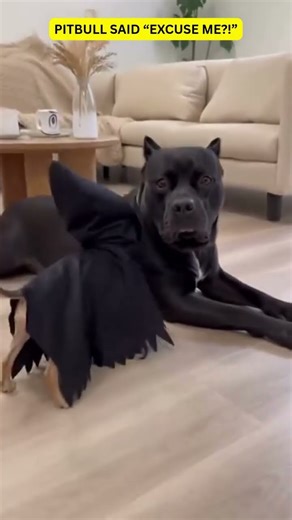 Ghostface Chihuahua Scares Giant Pitbull! 😂 Funny Dog Reaction