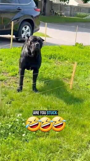 funny talking dogs, #dogs #funnypets #funnydogs