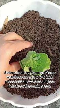 Planting geranium from cutting #growing #shortvideo #gardening #geranium #tips #informative_video