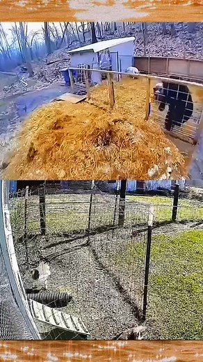 animal #fypシ゚viral #VIDEO #dog #chicken #hawk #😱🦅 #🐻 #attacks #🐐 | Robert Bender