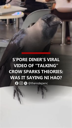 “Crows are incredibly smart, and with that, I believe they are intentional in what they do. Maybe asking for help,” one commenter said. | The Independent Singapore