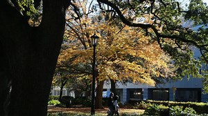 Vibrant colors fill the tree line, leaves cover the ground during last days of Fall in Savannah