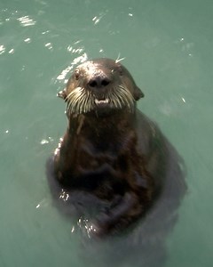 Did you know sea otters have the densest fur of any animal? It’s so thick, water doesn’t even touch their skin! 🦦💧#WorldOtterDay | Wild Kratts