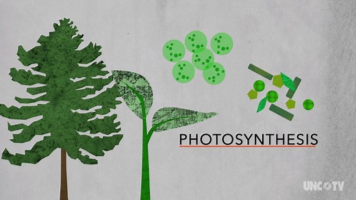 Photosynthesis | PBS NC Science | PBS LearningMedia