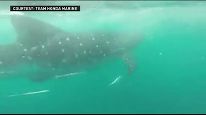 134K views · 1.9K reactions | Whoa! Check out this GoPro footage of a whale shark spotted 20 miles off Clearwater, Florida. Courtesy of Team Honda Marine It's just a reminder on the variety of sea life in our area lurking underneath the surface... | 10 Tampa Bay | Facebook