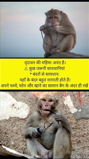 "Vrindavan में बंदरों से बचें" 😊 Radhe-Radhe#love #vrindavan #mathura #radhakrishna #bihariji #radha